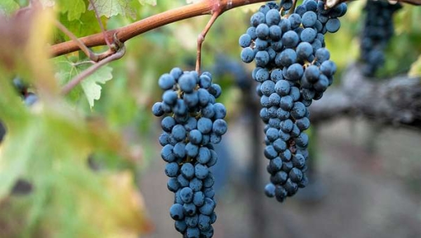 Cabernet Sauvignon